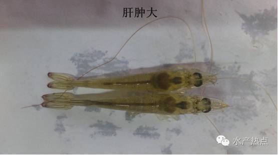 中國養殖基地 yzjidi.com