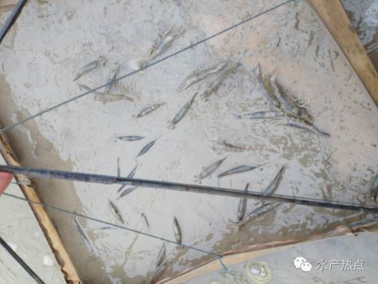 中國養殖基地 yzjidi.com