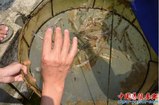 中國養殖基地 yzjidi.com