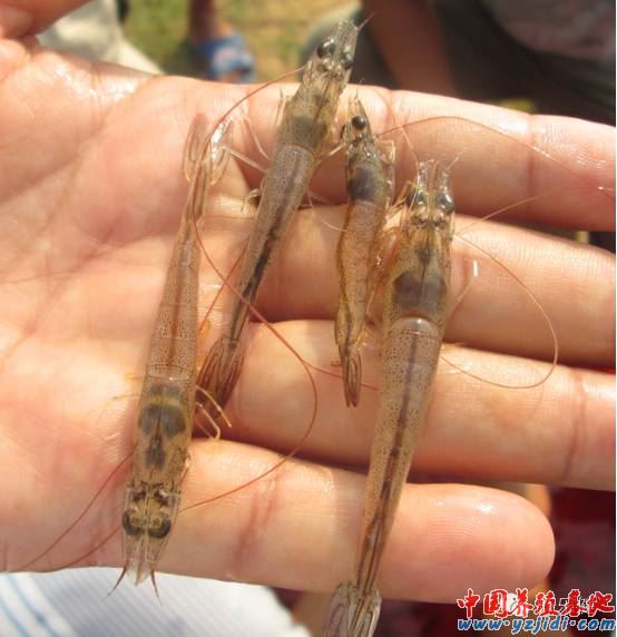 中國養殖基地 yzjidi.com