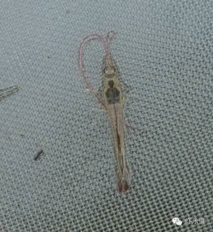 中國養殖基地 yzjidi.com