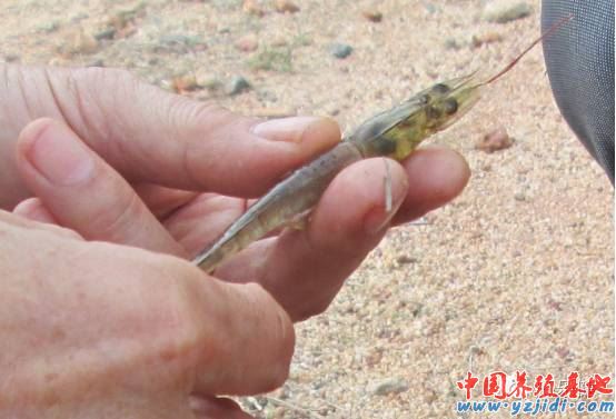 中國養殖基地 yzjidi.com