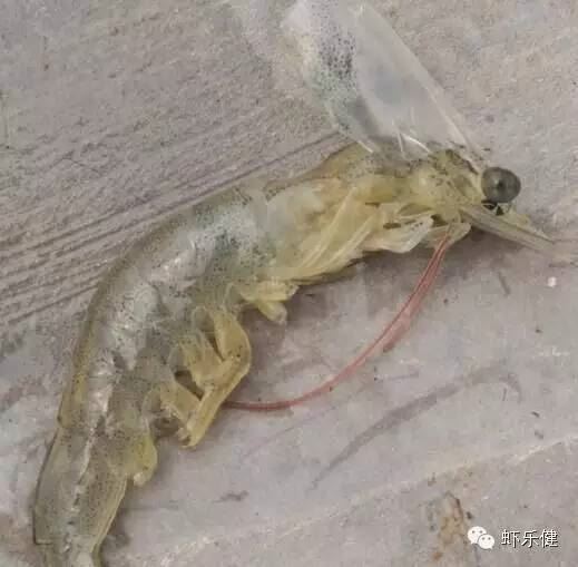 中國養殖基地 yzjidi.com
