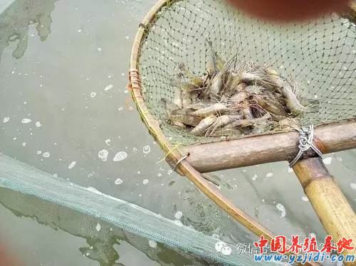 中國養殖基地 yzjidi.com