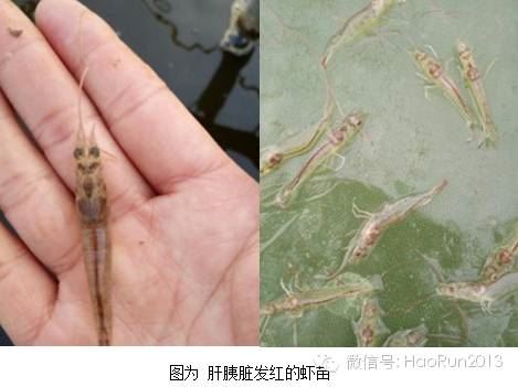 中國養殖基地 yzjidi.com