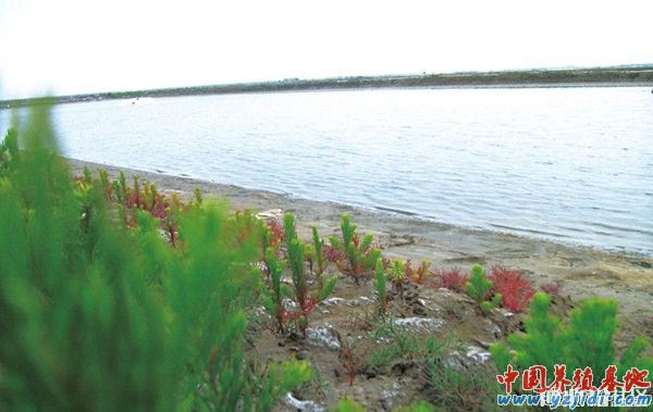 中國養殖基地 yzjidi.com
