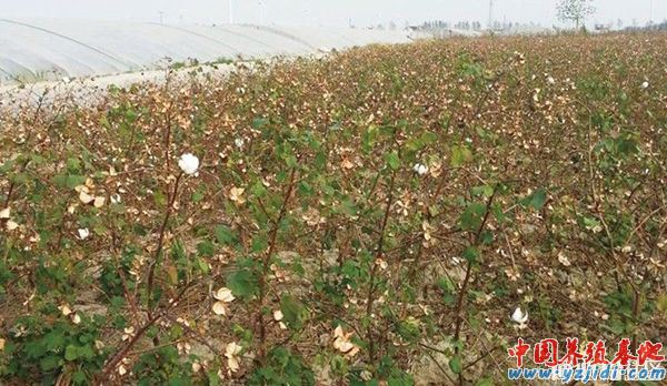 中國養殖基地 yzjidi.com