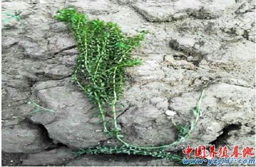 中國養殖基地 yzjidi.com