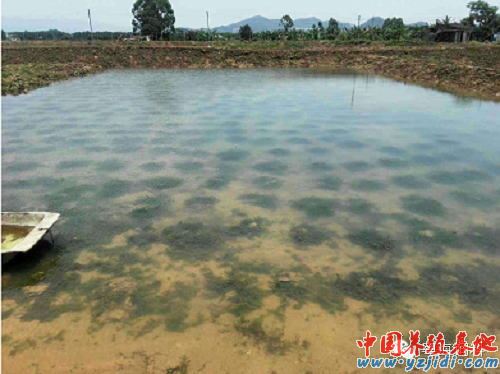 中國養殖基地 yzjidi.com