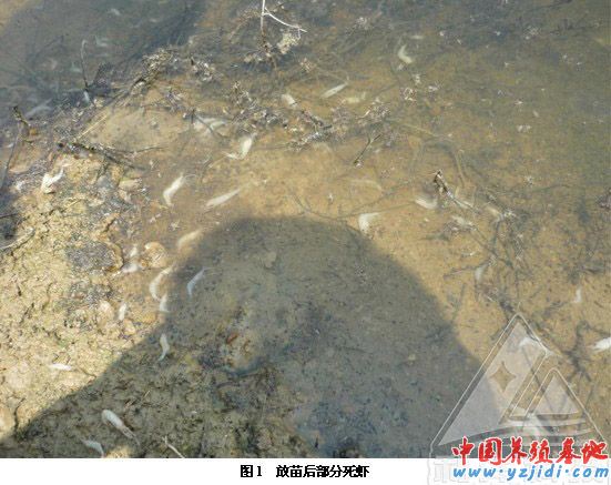 中國養殖基地 yzjidi.com