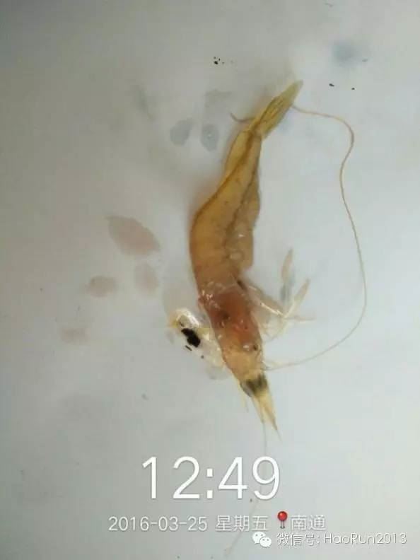 中國養殖基地 yzjidi.com