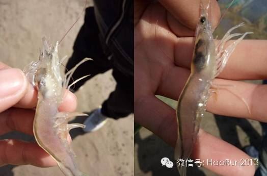 中國養殖基地 yzjidi.com