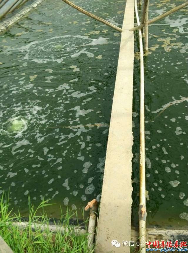 中國養殖基地 yzjidi.com
