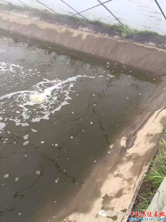 中國養殖基地 yzjidi.com