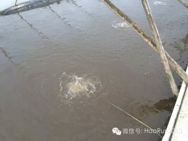 中國養殖基地 yzjidi.com