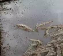 中國養殖基地 yzjidi.com