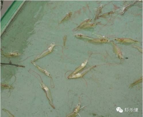 中國養殖基地 yzjidi.com