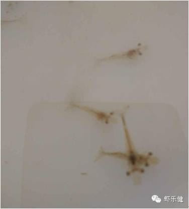中國養殖基地 yzjidi.com