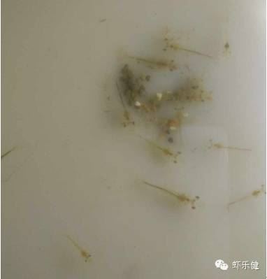 中國養殖基地 yzjidi.com