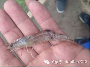 中國養殖基地 yzjidi.com