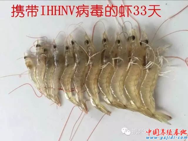 中國養殖基地 yzjidi.com