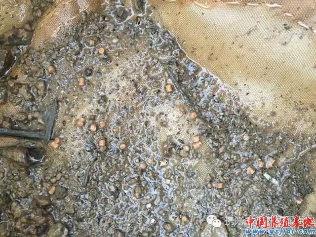 中國養殖基地 yzjidi.com