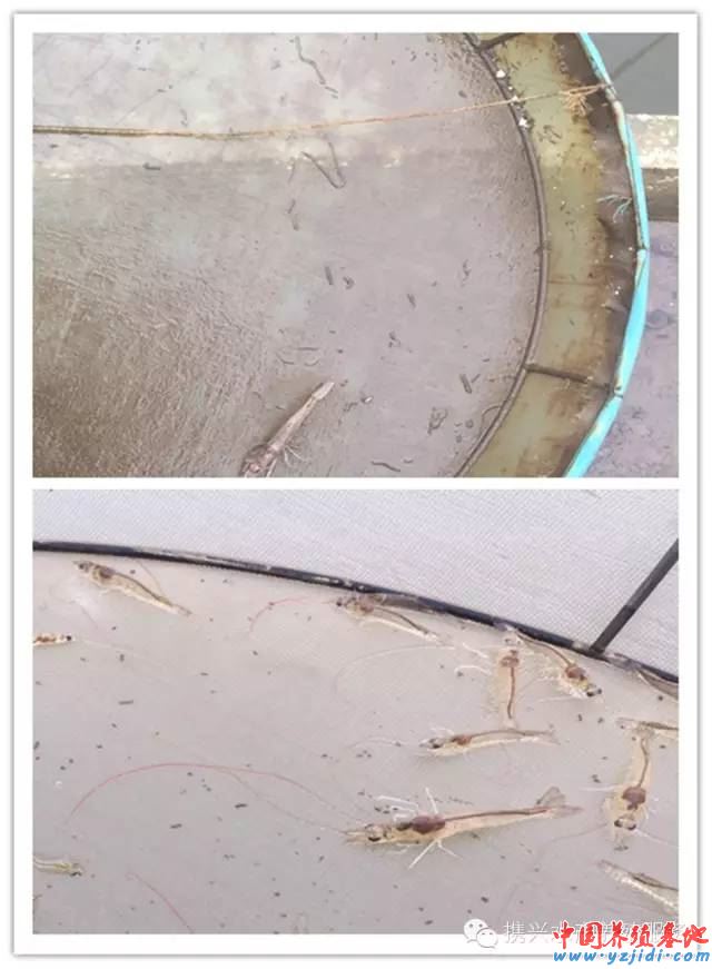 中國養殖基地 yzjidi.com