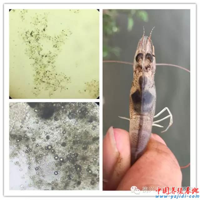 中國養殖基地 yzjidi.com