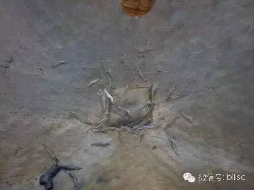 中國養殖基地 yzjidi.com