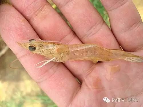 中國養殖基地 yzjidi.com