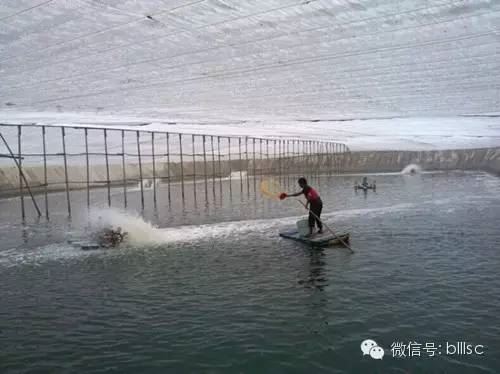 中國養殖基地 yzjidi.com