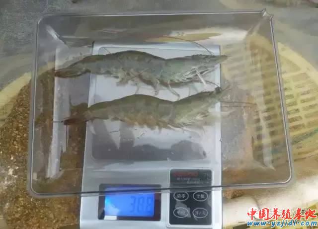 中國養殖基地 yzjidi.com