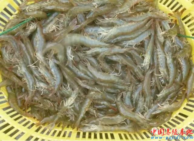中國養殖基地 yzjidi.com