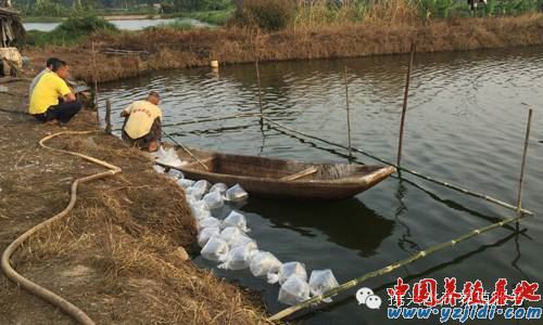 中國養殖基地 yzjidi.com