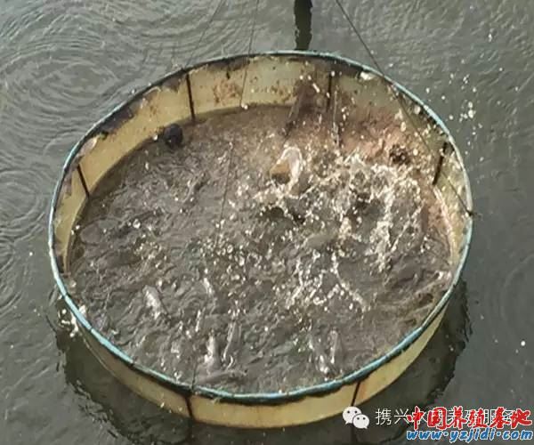 中國養殖基地 yzjidi.com