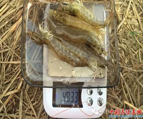 中國養殖基地 yzjidi.com