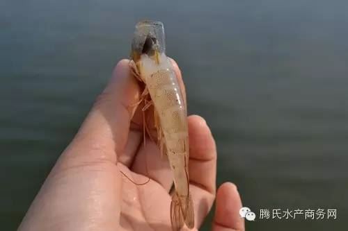 中國養殖基地 yzjidi.com