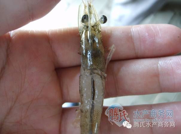 中國養殖基地 yzjidi.com