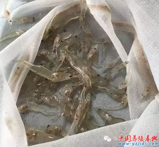 中國養殖基地 yzjidi.com