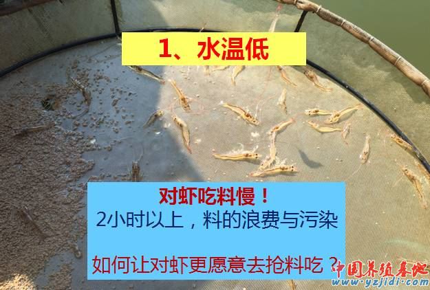 中國養殖基地 yzjidi.com