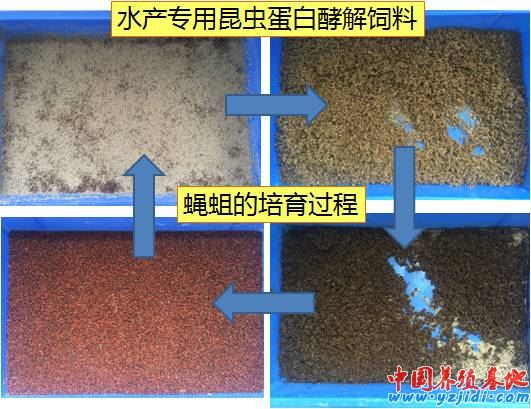 中國養殖基地 yzjidi.com