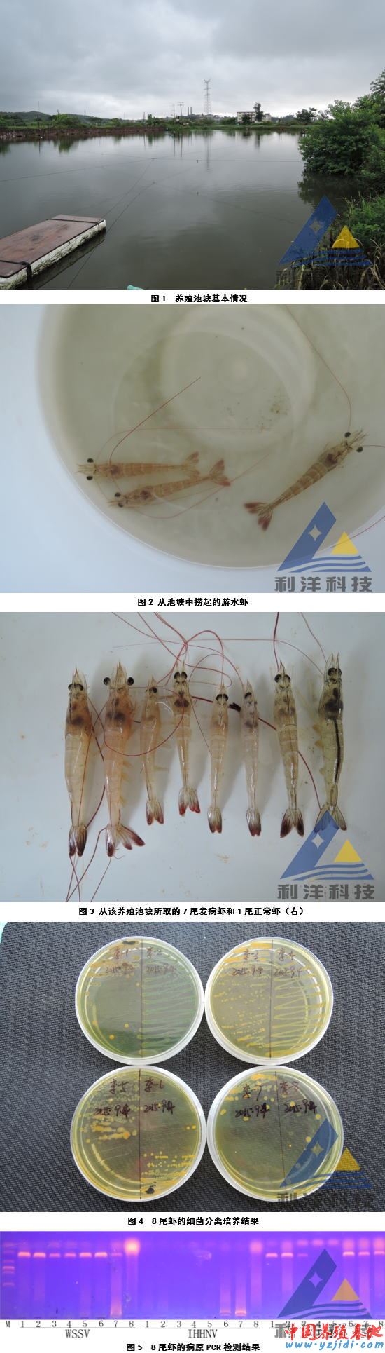 中國養殖基地 yzjidi.com