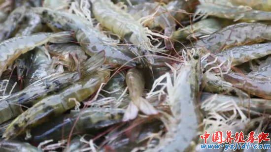 中國養殖基地 yzjidi.com