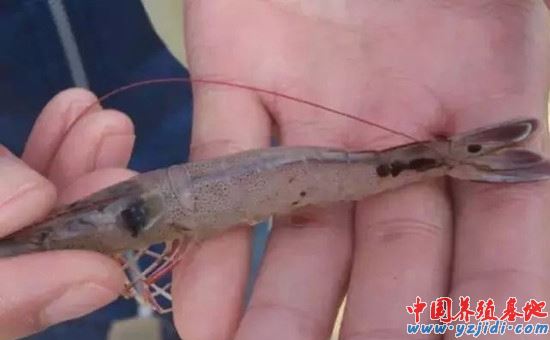 中國養殖基地 yzjidi.com