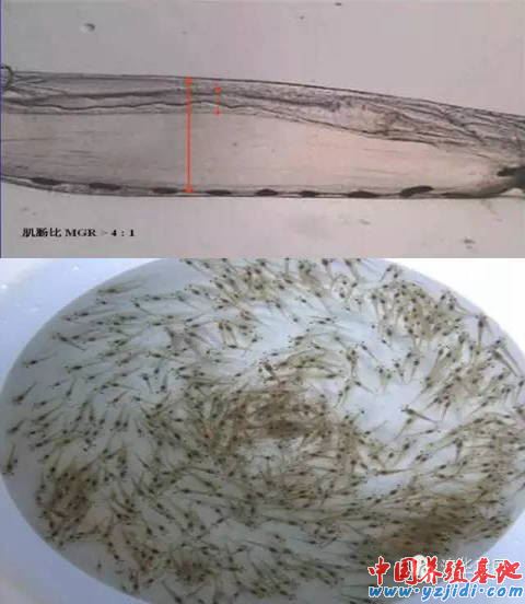 中國養殖基地 yzjidi.com