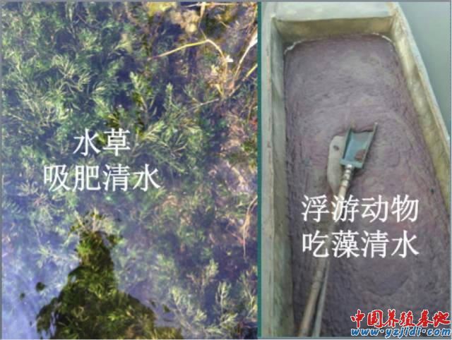 中國養殖基地 yzjidi.com