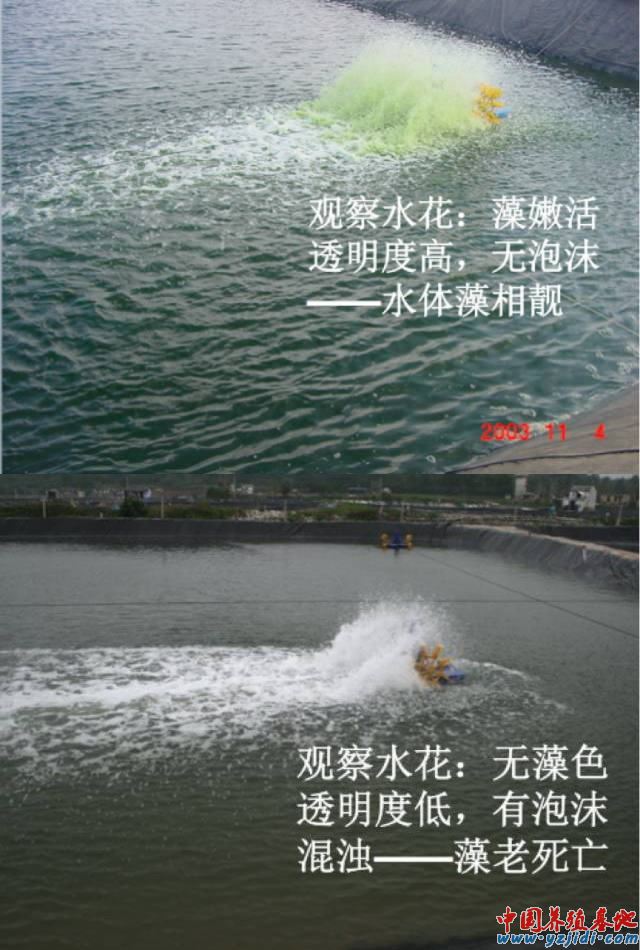 中國養殖基地 yzjidi.com