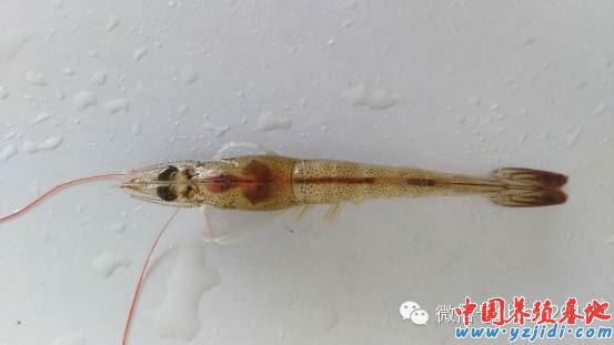 中國養殖基地 yzjidi.com