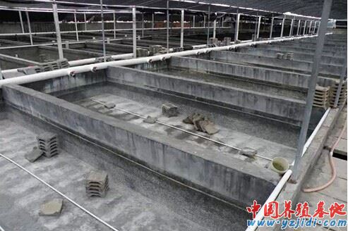 中國養殖基地 yzjidi.com