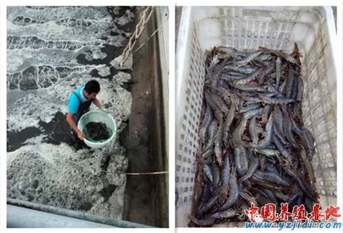 中國養殖基地 yzjidi.com